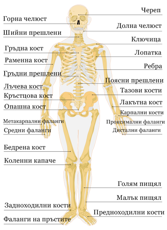 кости в човешкото тяло