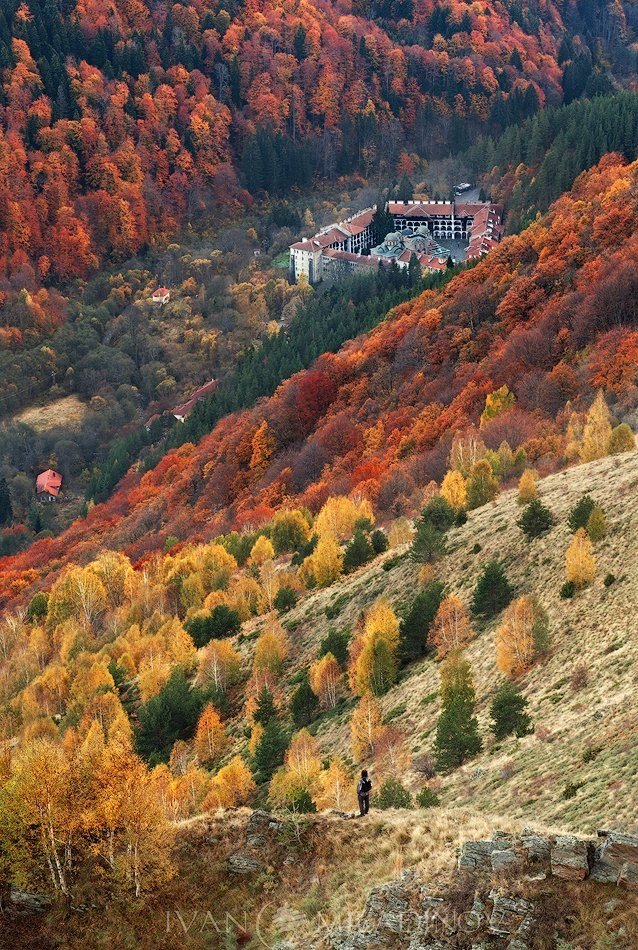 Риломанастирска гора