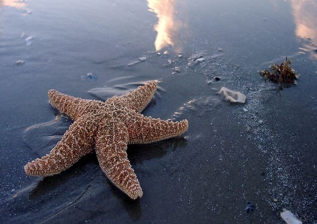 Морски животни