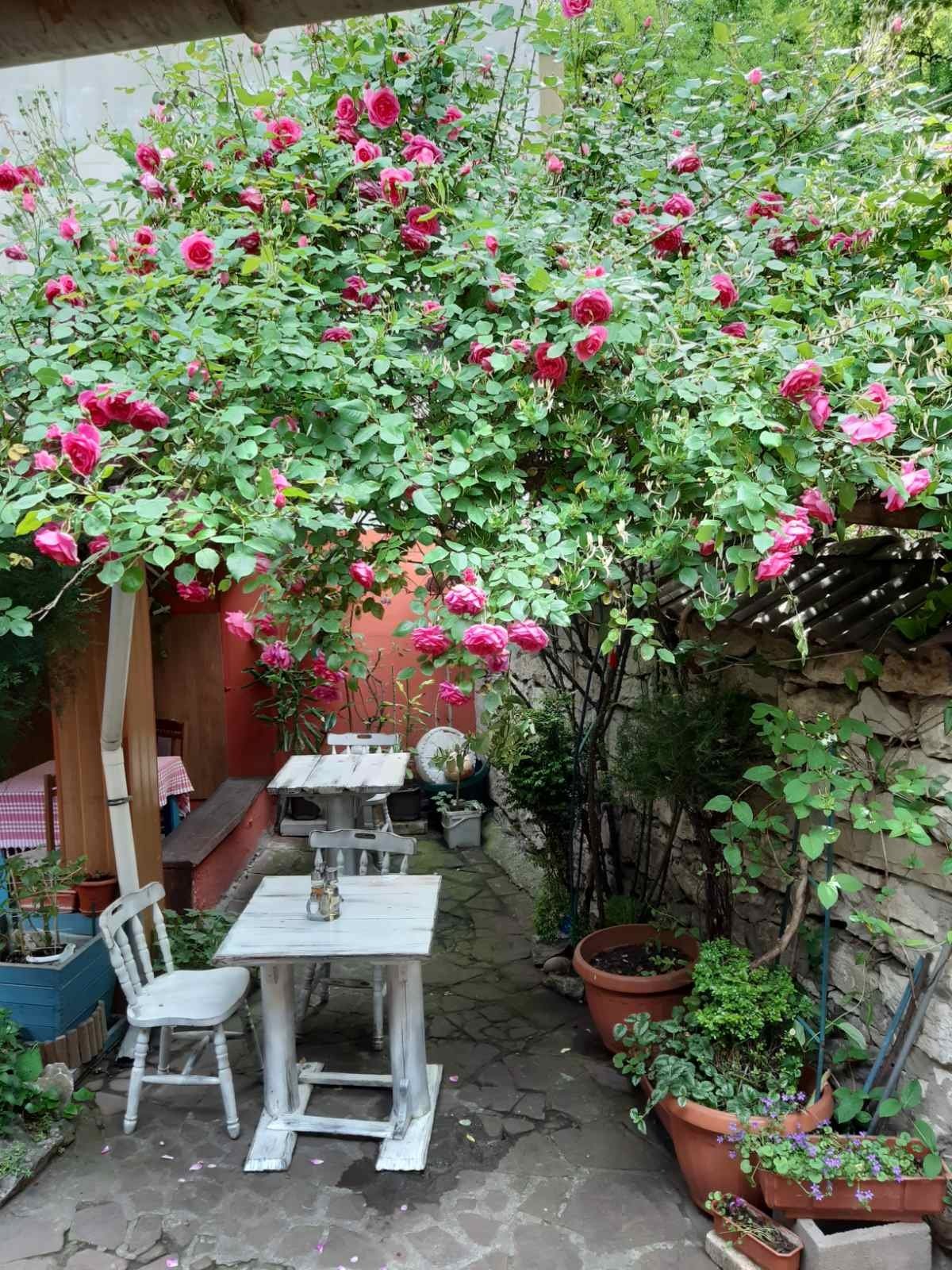 ПИЦАРИЯ БГ Парти гр.Плевен