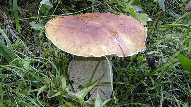 Растения и Гъби