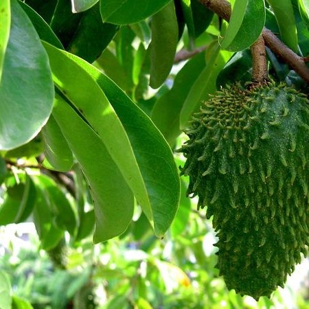 Гравиола Annona Muricata