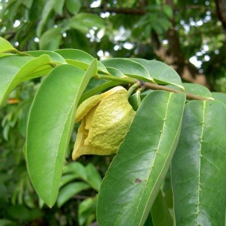 Гравиола Annona Muricata