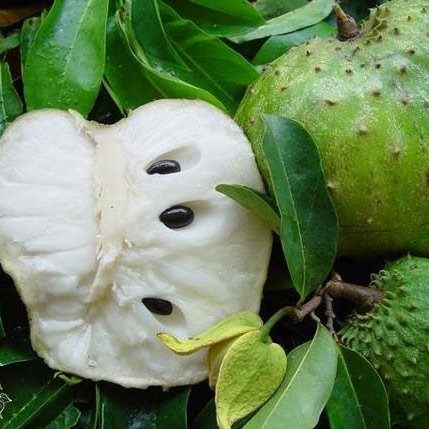 Гравиола Annona Muricata