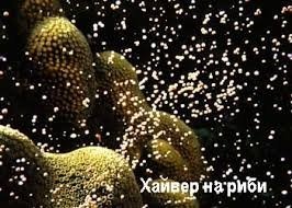 Видове оплождане