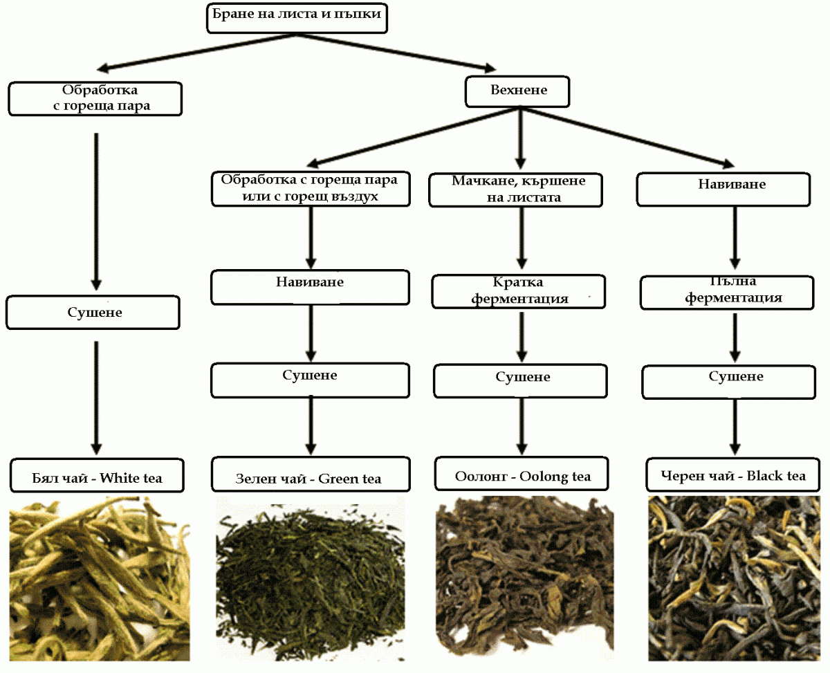 Технология производства чая схема