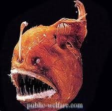 Хищни риби