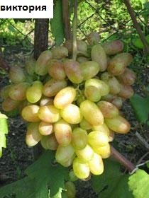 лози
