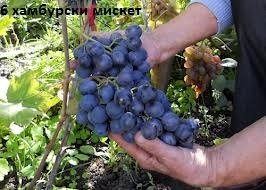 лози