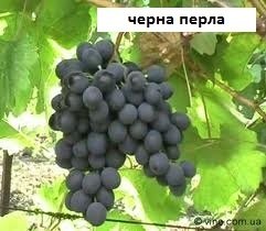 лози