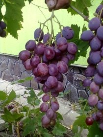 лози