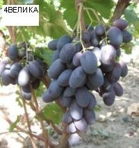 лози