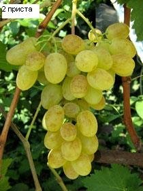 лози