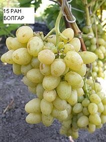 лози