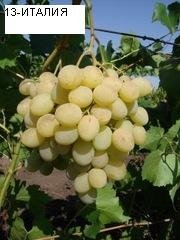 лози