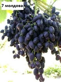 лози