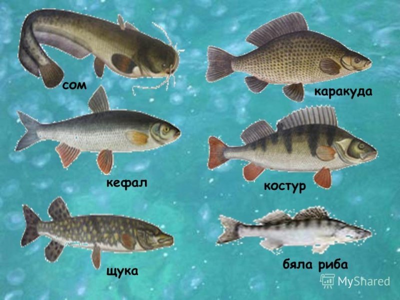 надклас Риби