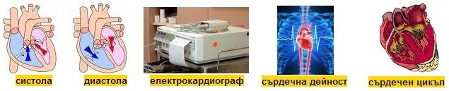 Сърдечна Дейност
