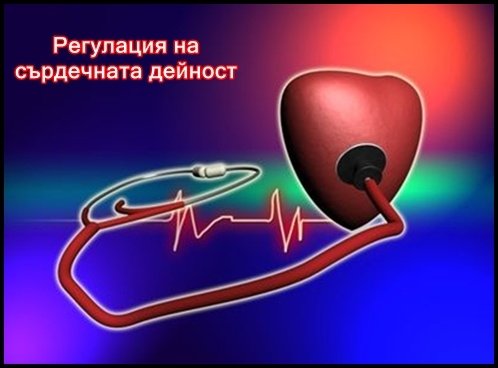 Сърдечна Дейност