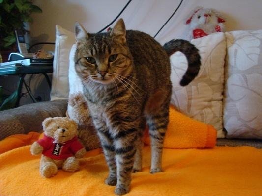 За Котките