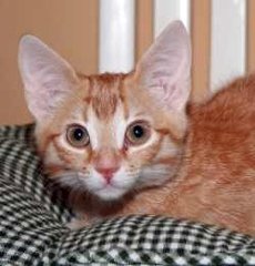 Ушите на котката
