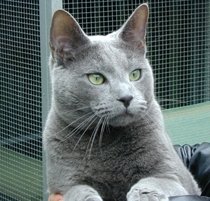 Руска синя котка
