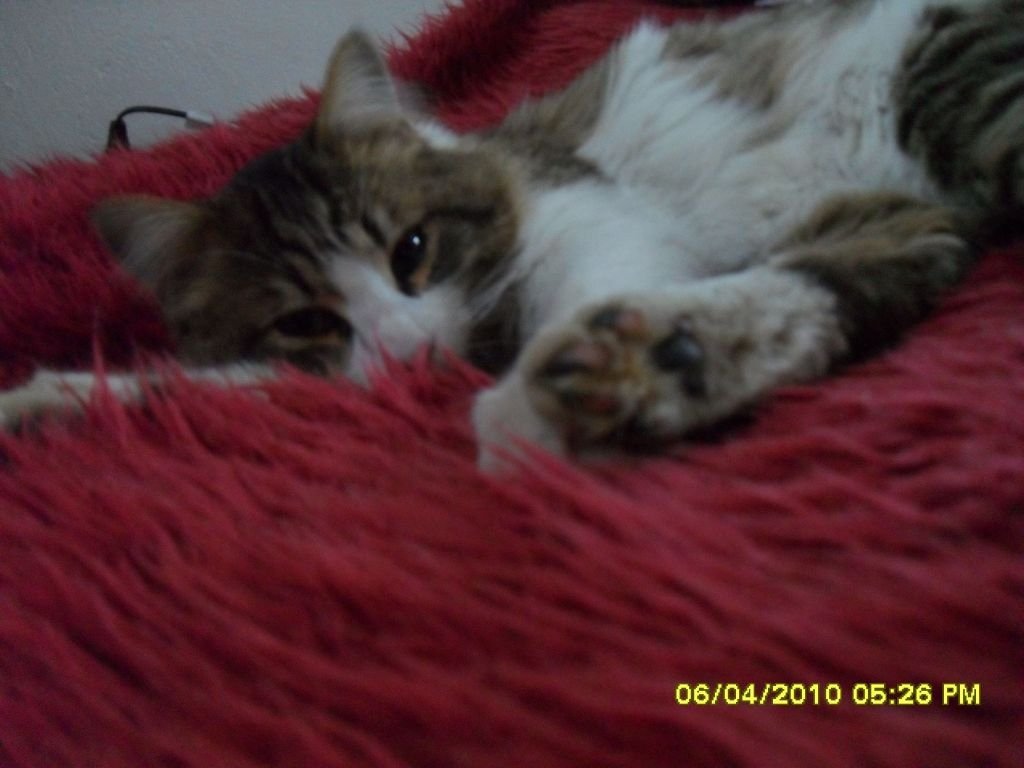 За Котките