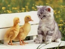 Общуването с котката