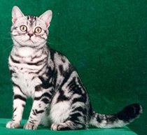 Типове котки