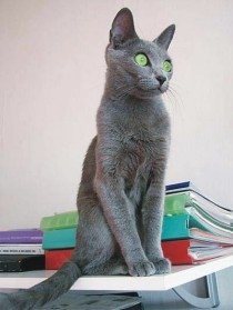 Руска синя котка