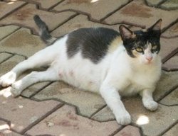 Грижи за бременната котка