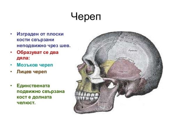 Устройство на костите