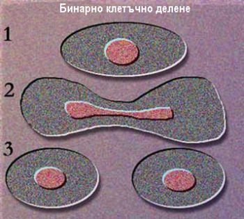 Допълнително