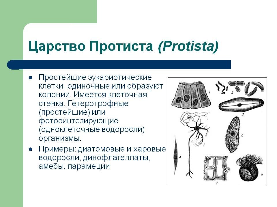 Определите к каким царствам относятся живые организмы изображенные на рисунке