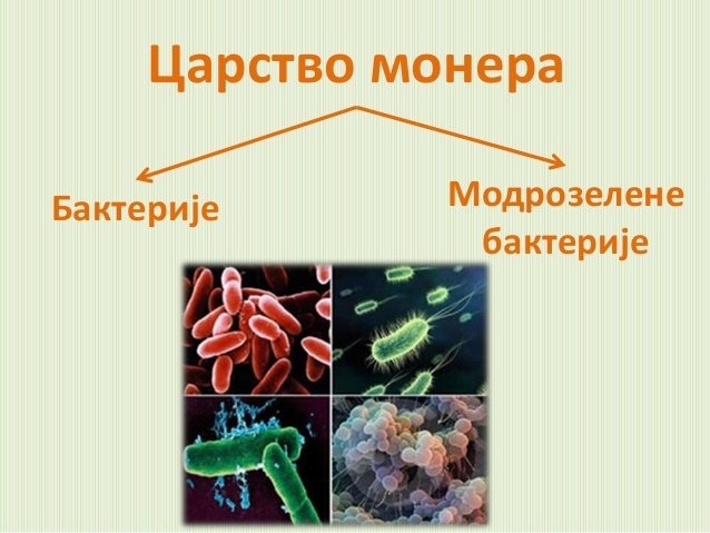 Monera