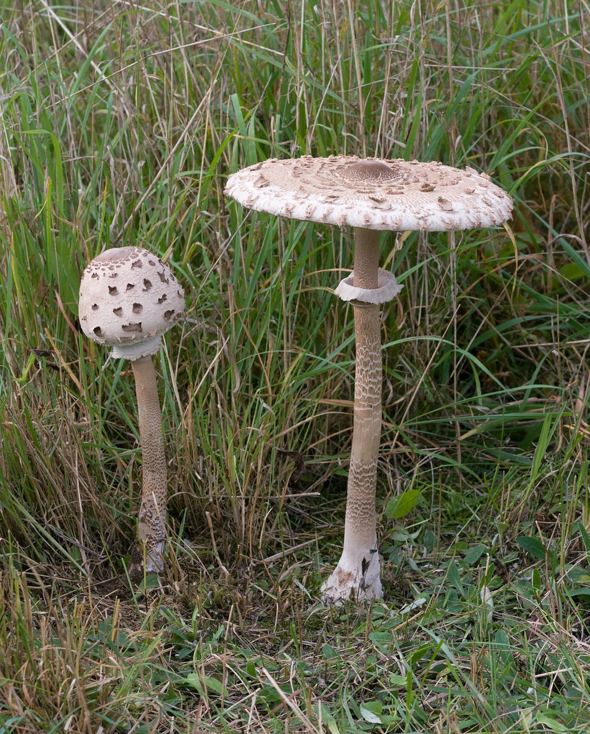 Флора