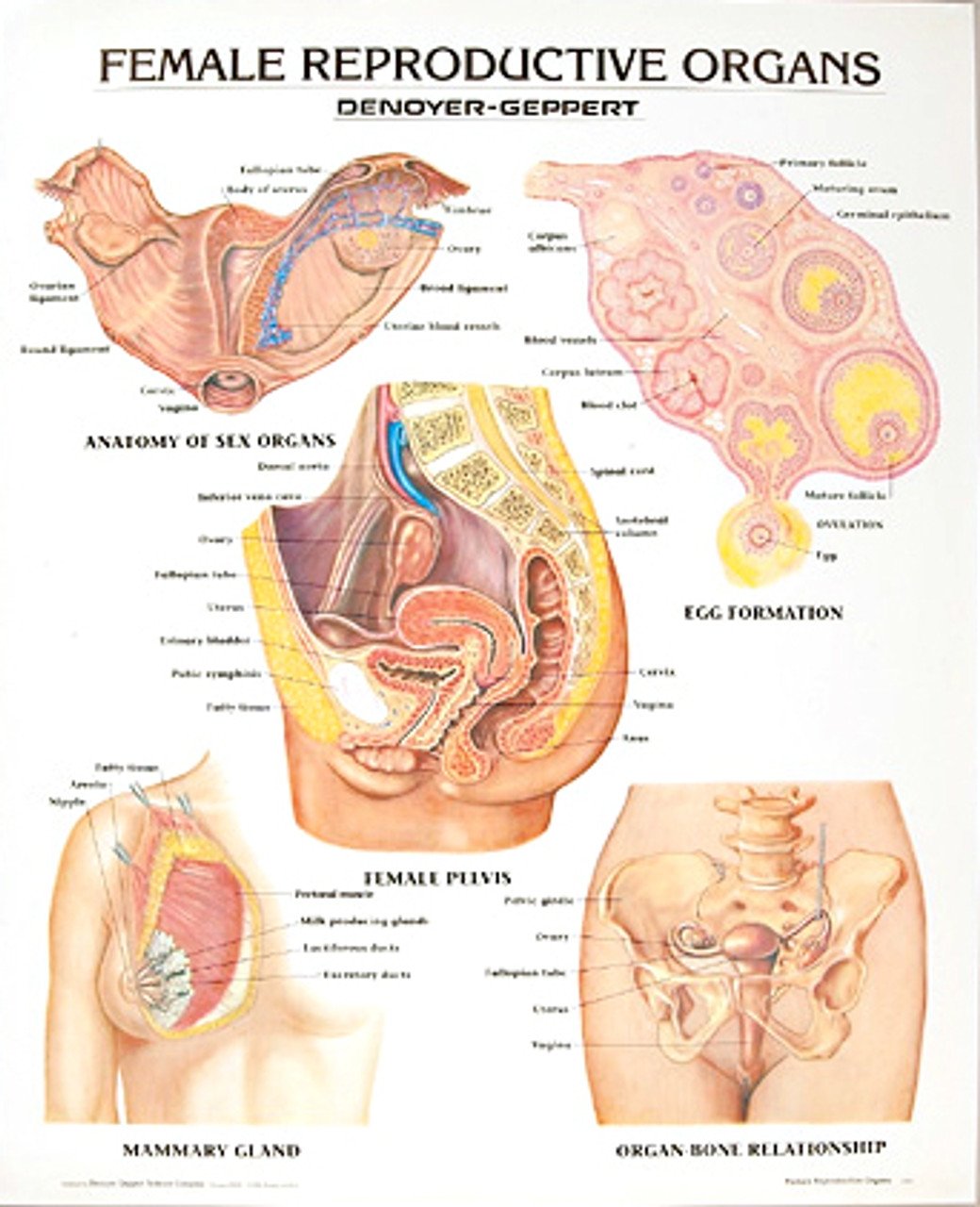 внутреннее строение женских органов фото