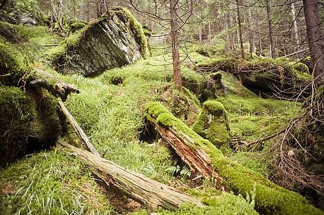 Вековни гори