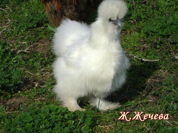 Копринки