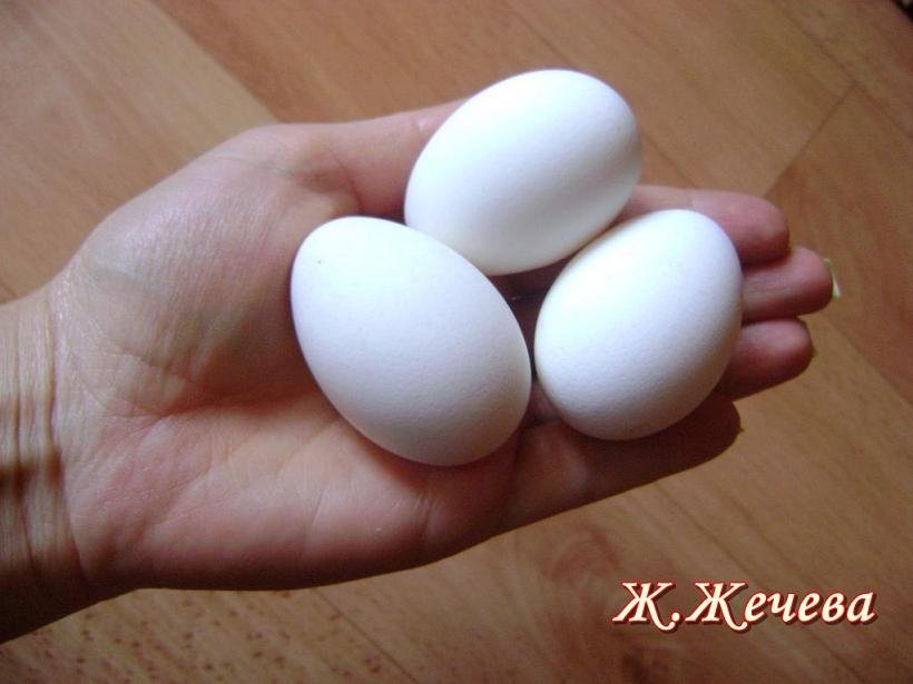 Холандска качулата