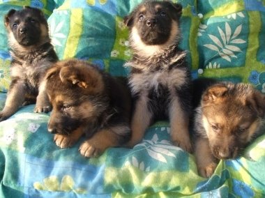НЕМСКИ ОВЧАРКИ