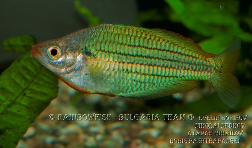 Melanotaenia sexlineata 