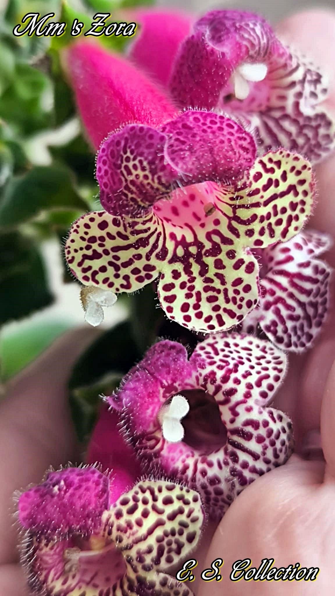Колерия (kohleria) MM's Zora