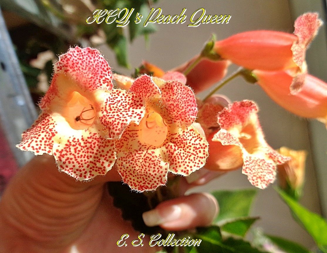 Колерия HCY's Peach Queen