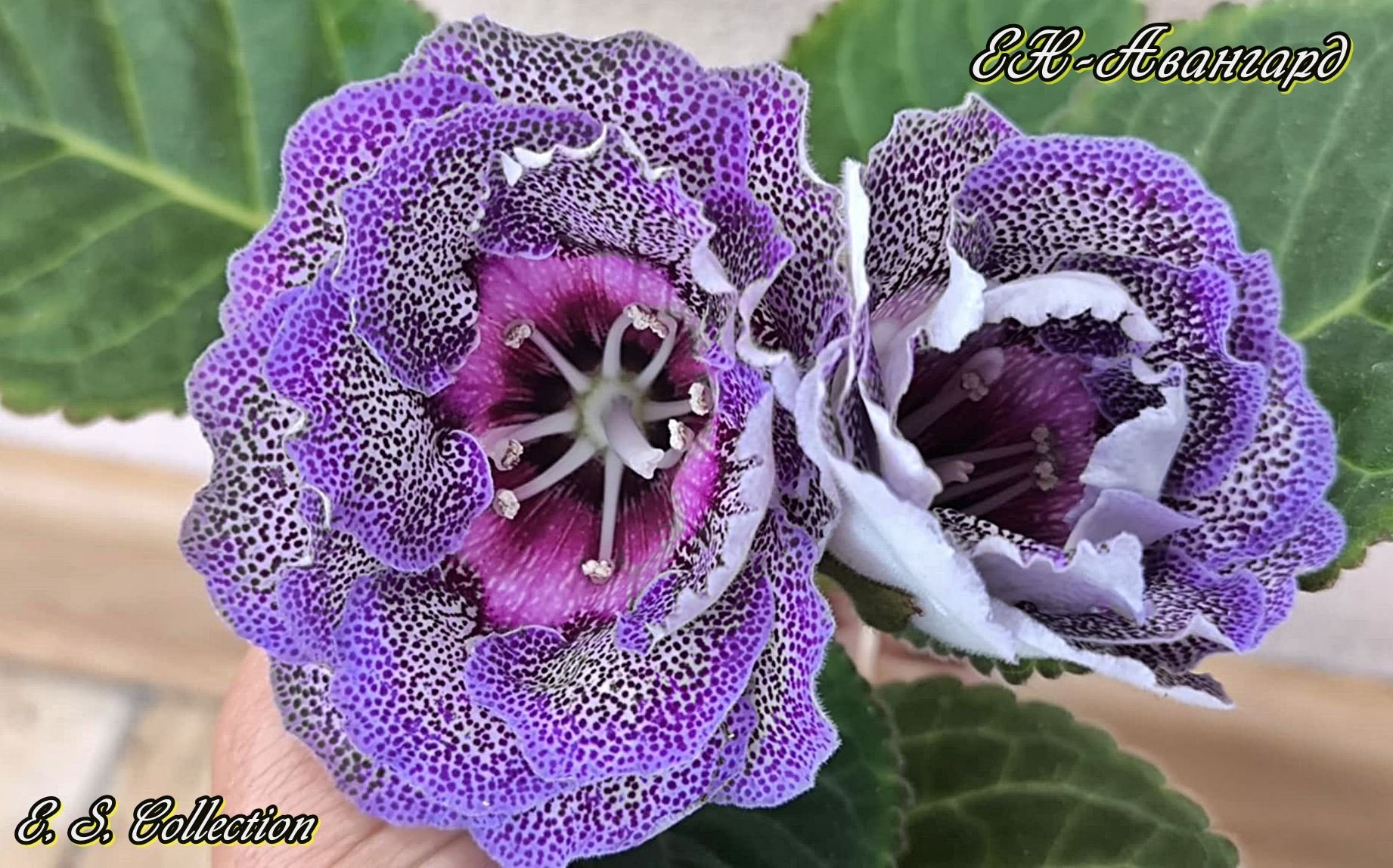 Глоксиния ЕН-Авангард