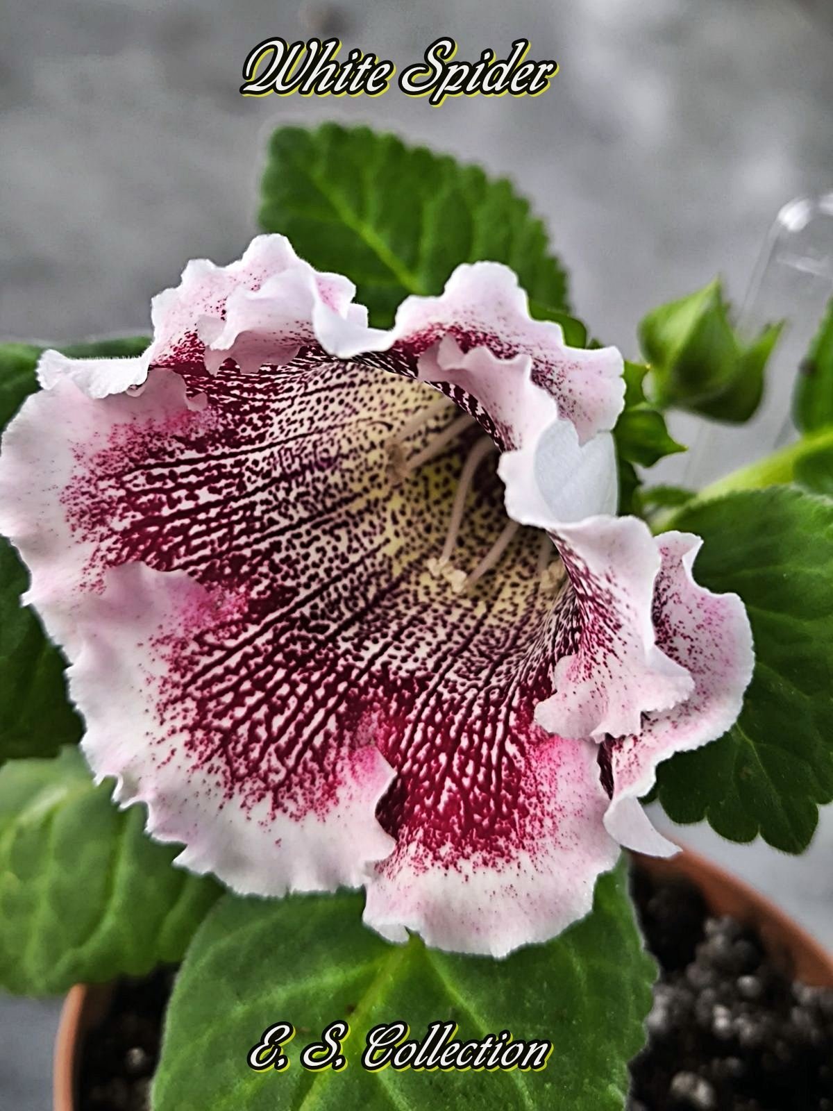 Глоксиния White Spider