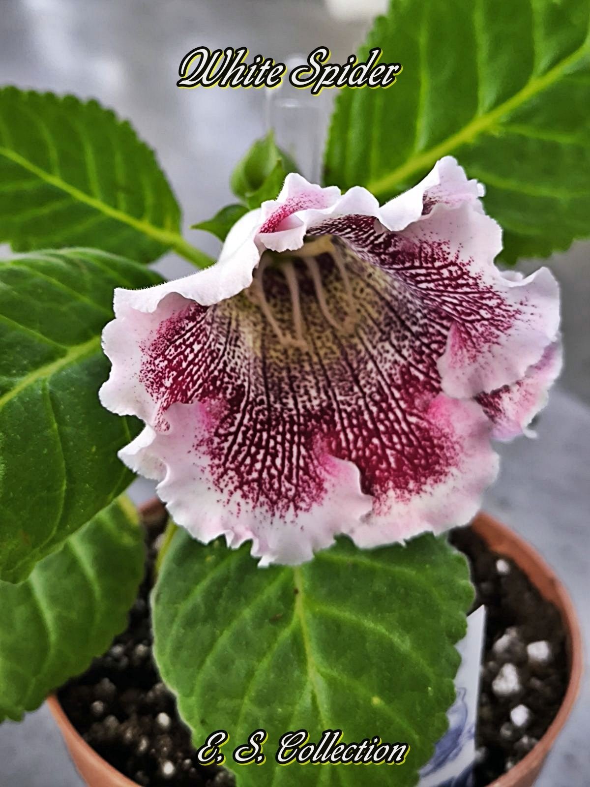 Глоксиния White Spider