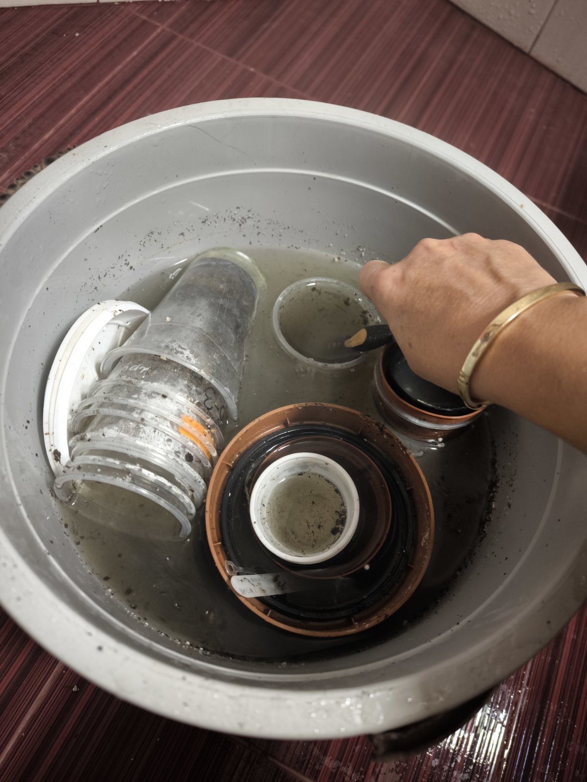 Съвети за отглеждане и размножаване на сентполии