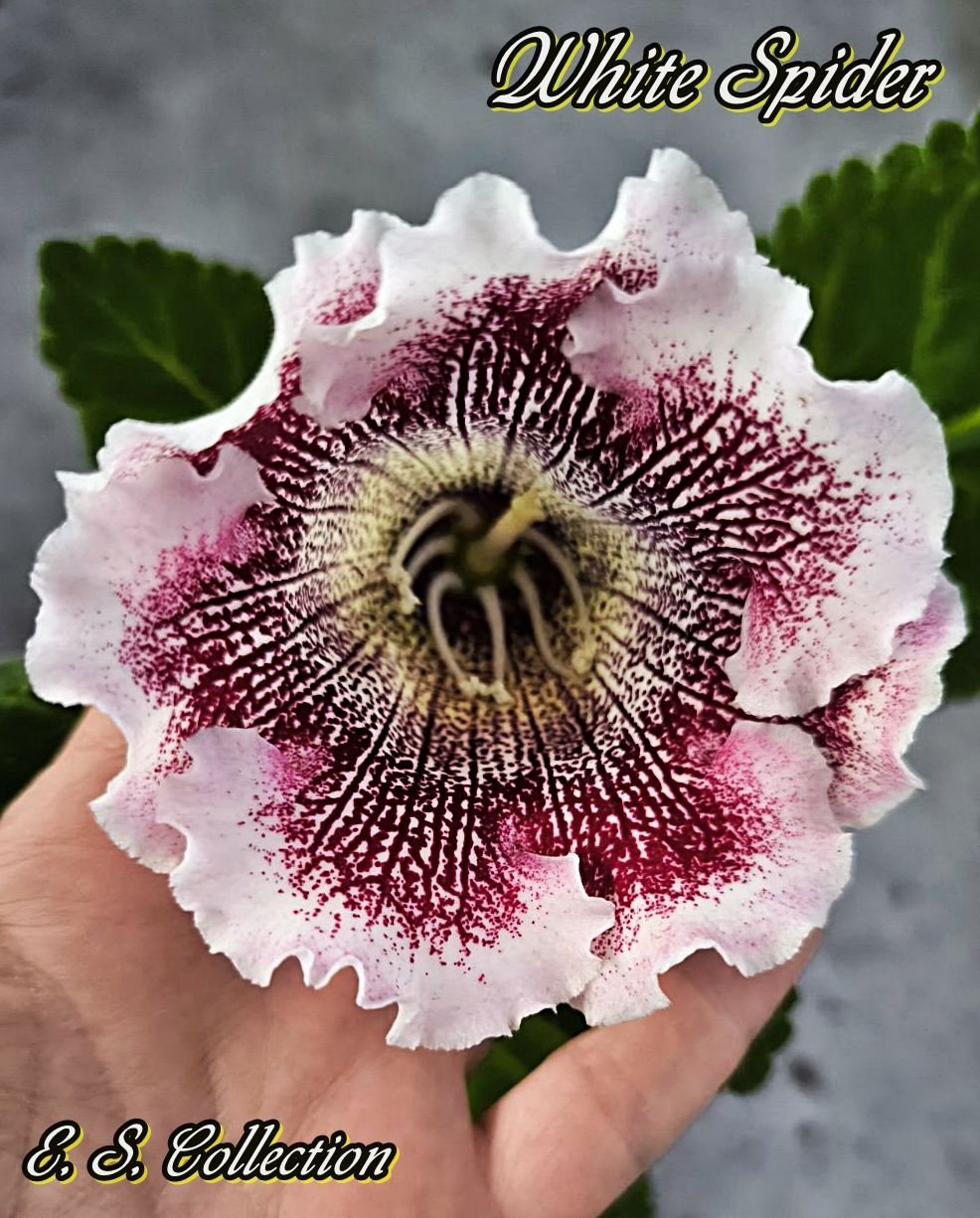 Глоксиния White Spider