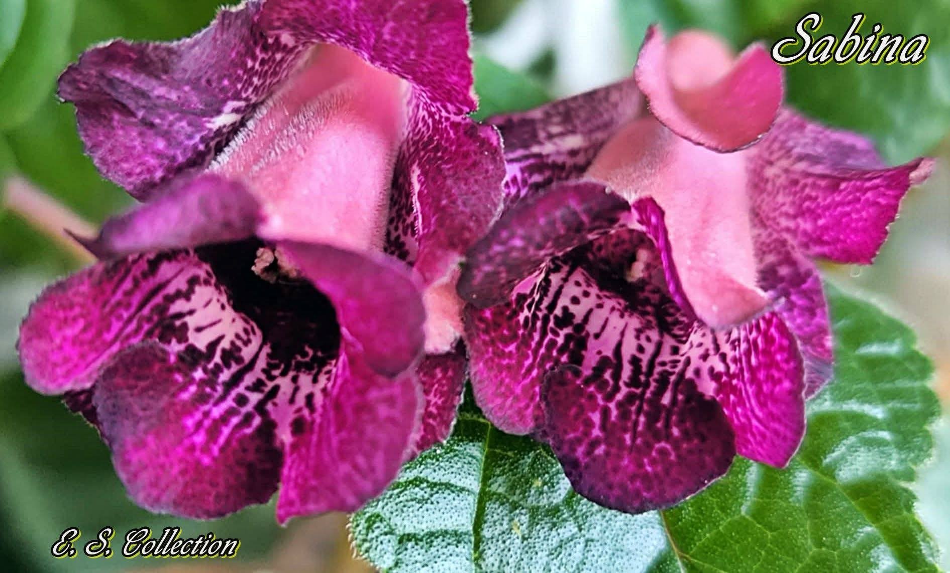 Синингия (sinningia) Sabina